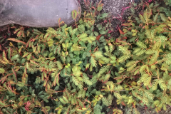 Back-Wattle-Saemlinge-1