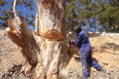 Blue Gum faellen