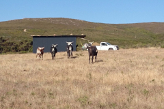 Hayshed-Nguni-staunen