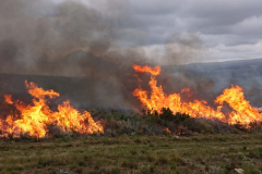 Züngelnde Flammen