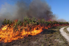 Protheen in Flammen