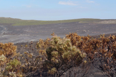 nach dem Wild Fire