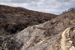 Wild Fire zerstörte viel