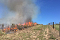 Fire Break am Zaun