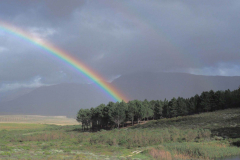 Unser Kiefernwald - Der Schatz am Ende des Regenbogens