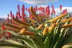 Aloe
