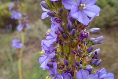 Aristea-2
