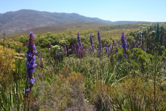 Aristea
