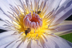 Cape-Waterlilly