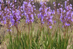 Aristea spiralis
