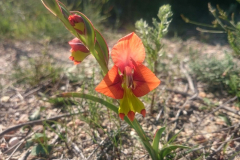 Gladiole