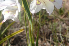 Gladiolus-spec 2