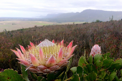 King-Protea-1