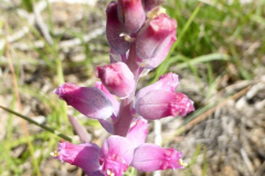 Lachenalia-1