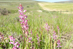 Lachenalia-2