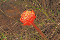 Paintbrush