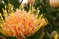 Pincushion-L.-conocarpodendron