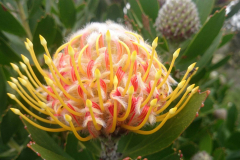 Pincushion