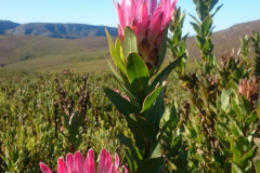 Protea-Compacta-1