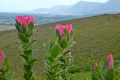 Protea-compacta-2