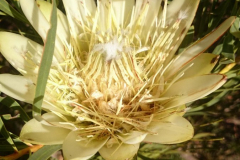 Sugar-Protea