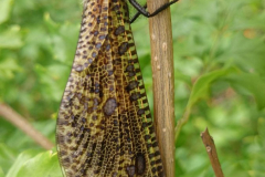 Ameisenlöwe 1