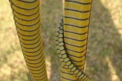 1_Boomslang