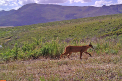 Caracal