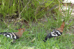 African-Hoopoe
