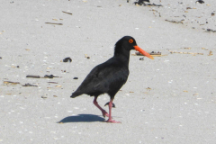 Black-Oystercatcher