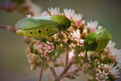 Bladderhopper