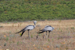 Blue Crane Paar