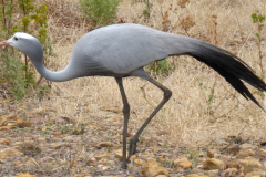 Bluecrane