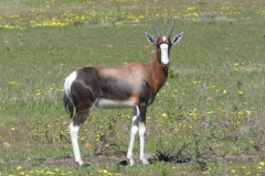 Bontebok