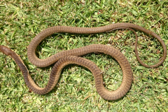 Boomslang