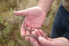 Cape-grass-lizard