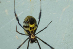 Golden-Web-Spider-1