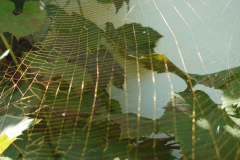 Golden-Web-Spider-2