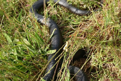 Molesnake