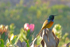 Orange-Breasted-Sunbird