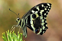 Papilio-demodocus-Citrus-Swallowtail