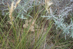 Perlhuhn-Nest