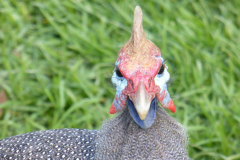Perlhuhn-Portrait