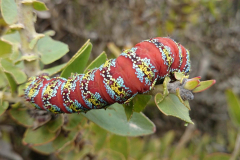 Pfauenspinner-Saturniidae