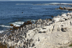 Pinguine