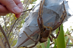Rainspider-am-Nest