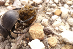 Scarabeus