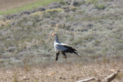 Secretary-Bird