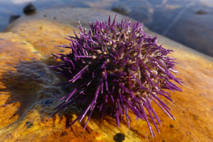Seeigel