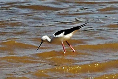 Vogelrevier